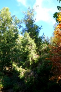 Cupressus chengiana - Quarryhill Botanical Garden - DSC03571