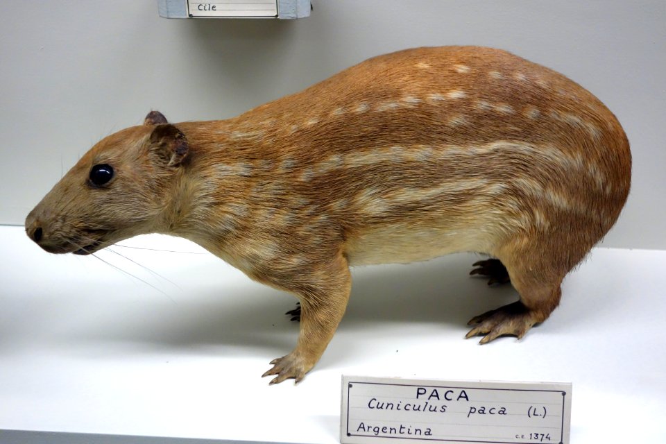 Cuniculus paca - Museo Civico di Storia Naturale Giacomo Doria - Genoa, Italy - DSC02862