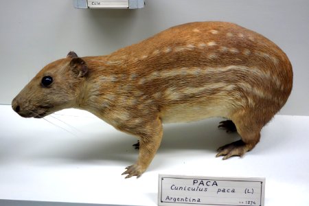 Cuniculus paca - Museo Civico di Storia Naturale Giacomo Doria - Genoa, Italy - DSC02862