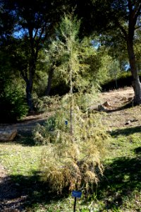 Cupressus cashmeriana - Quarryhill Botanical Garden - DSC03463