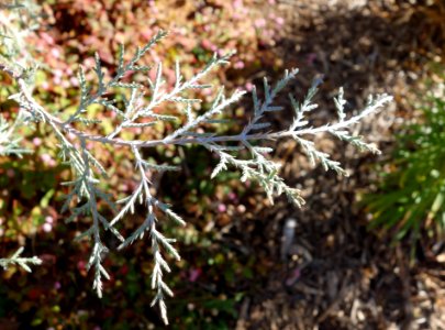 Cupressus gigantea - Quarryhill Botanical Garden - DSC03496