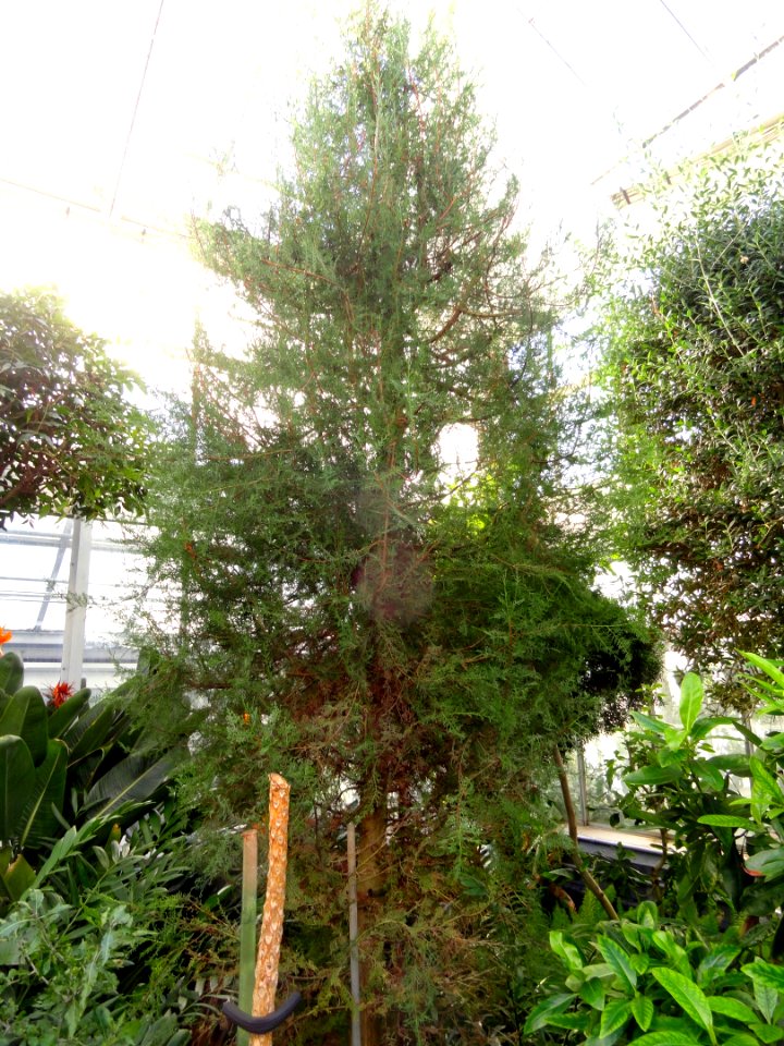 Cupressus dupreziana - Lyman Plant House, Smith College - DSC04374