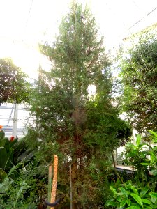 Cupressus dupreziana - Lyman Plant House, Smith College - DSC04374