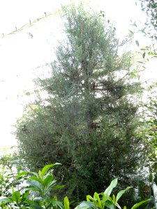 Cupressus dupreziana - Lyman Plant House, Smith College - DSC04394