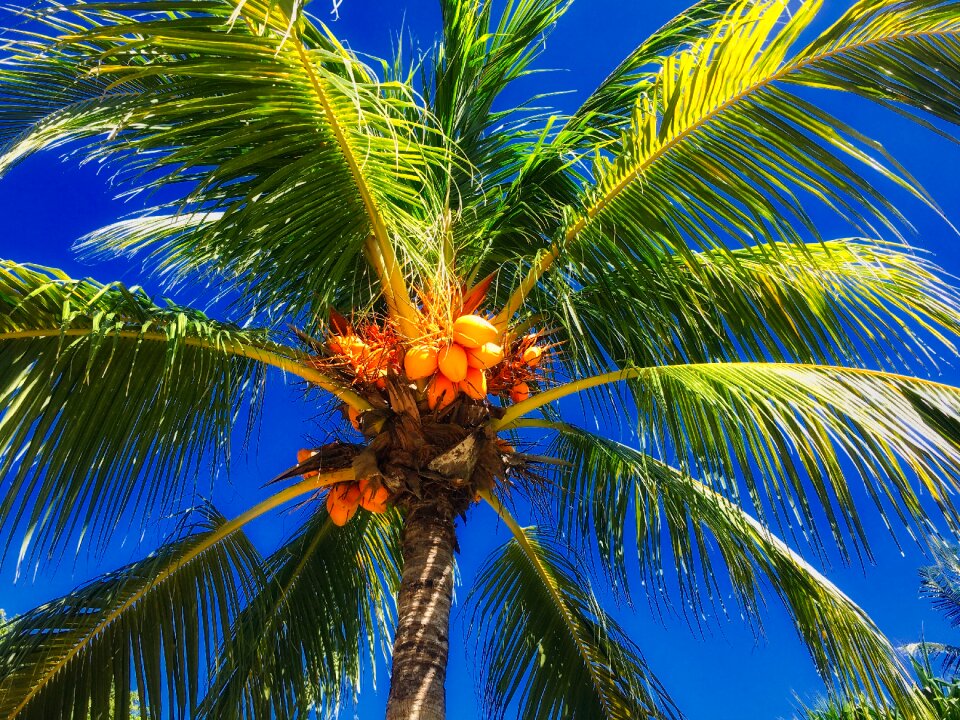 Koksy coconut tree sky