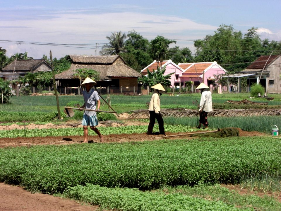Cultures vivrières Vietnam