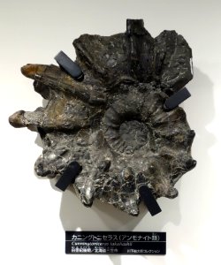 Cunningtoniceras takahashii - National Museum of Nature and Science, Tokyo - DSC06944