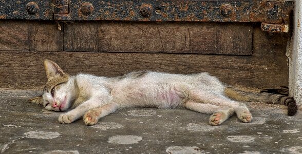 Pet animal sleep photo