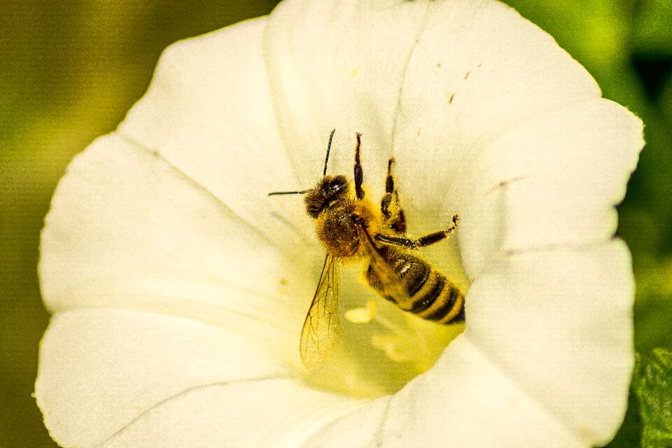 Close up food pollen