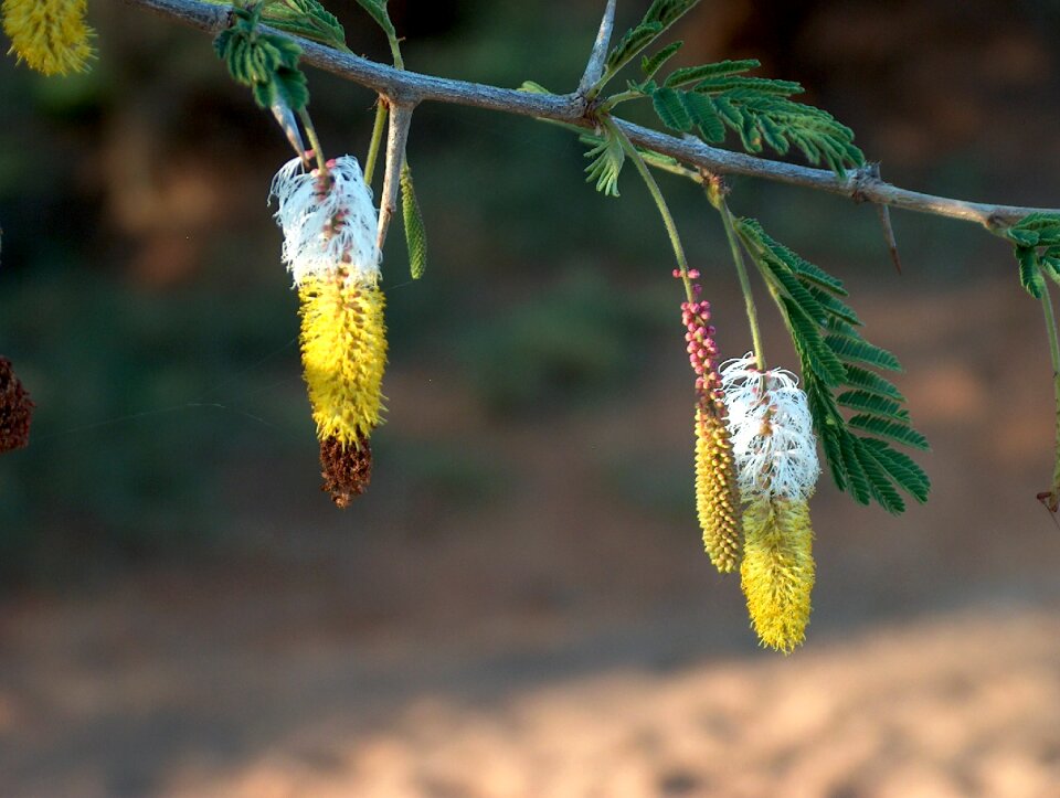 Leaves nature spring