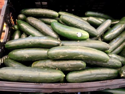 Cucumbers in a bin photo