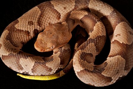 Reptile wildlife venomous