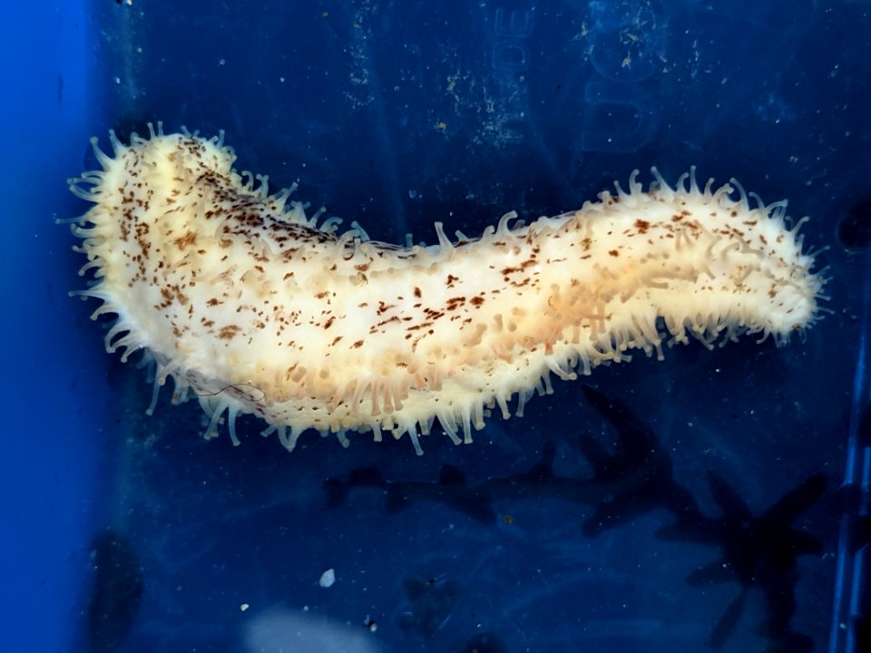 Cucumaria piperata