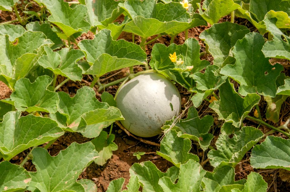 Cucumis melo of Margarita Island