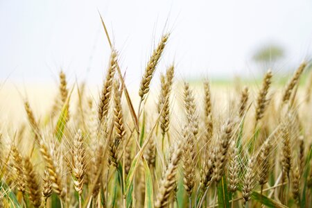 Summer cereals spike