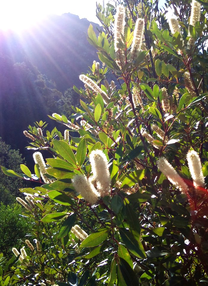 Cunonia capensis flowers on Devils Peak indigenous forest - Cape Town 5
