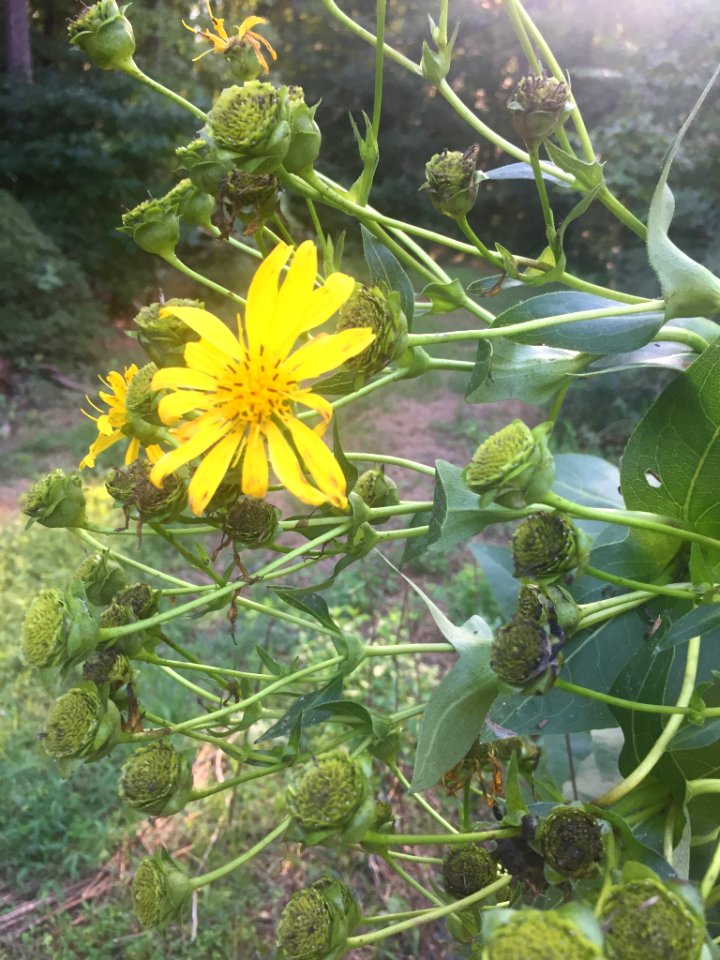 Cup Plant Chapel Hill NC