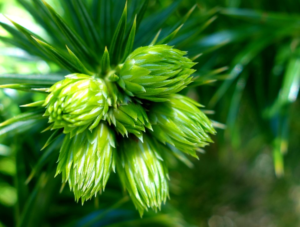 Cunninghamia lanceolata - Stanley M. Rowe Arboretum - DSC03323