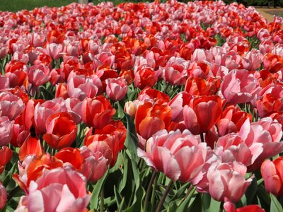Landscaping park spring