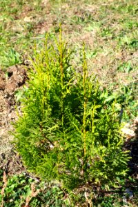 Cupressus vietnamensis - Quarryhill Botanical Garden - DSC03483