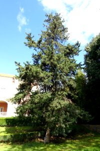 Cupressus sempervirens - Jardim Botânico Tropical - Lisbon, Portugal - DSC06540