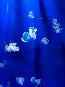 Aquarium genoa aquarium anemones photo