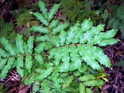 Cupaniopsis newmanii leaves