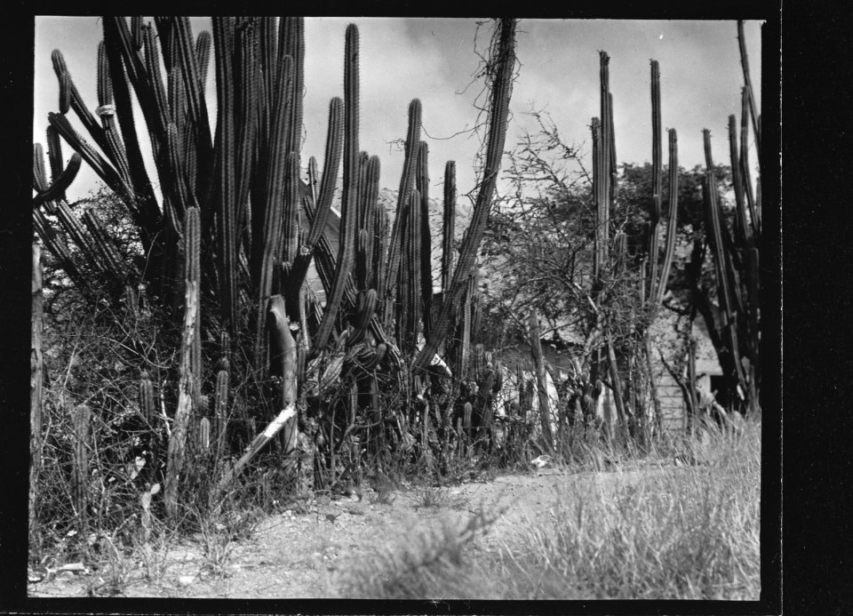 Curacao. Cactussen in de knoek (platteland), Bestanddeelnr 935-1191