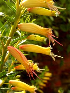 Cuphea micropetala, Phipps Conservatory, 2015-10-10, 01