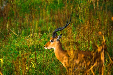 Wildlife animal national