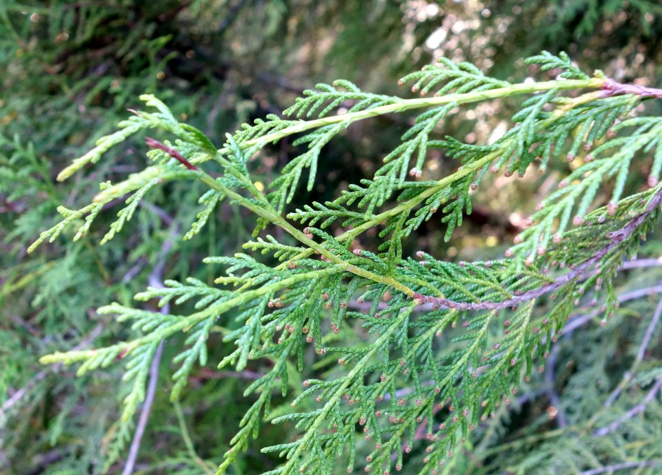 Cupressus funebris - Quarryhill Botanical Garden - DSC03695