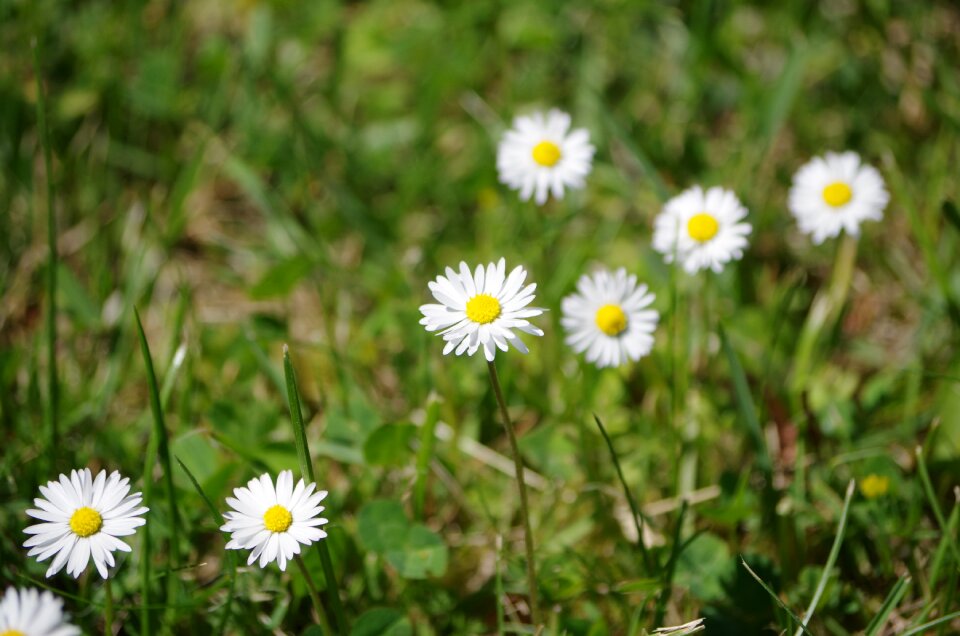 Daisy nature bloom
