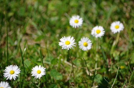 Daisy nature bloom photo