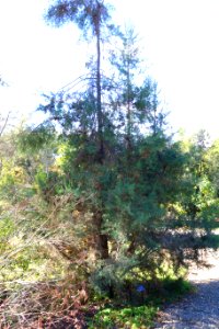 Cupressus duclouxiana - Quarryhill Botanical Garden - DSC03445