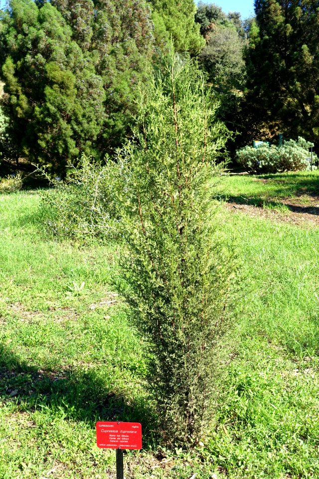 Cupressus dupreziana - Jardín Botánico de Barcelona - Barcelona, Spain - DSC09119