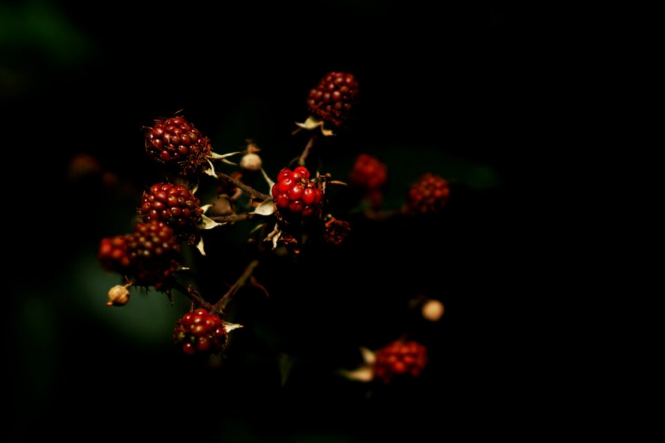 Fruits fresh fruit