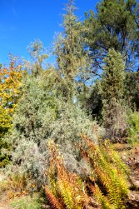 Cupressus gigantea - Quarryhill Botanical Garden - DSC03499