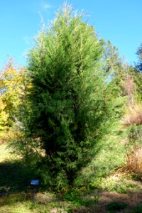 Cupressus torulosa - Quarryhill Botanical Garden - DSC03450