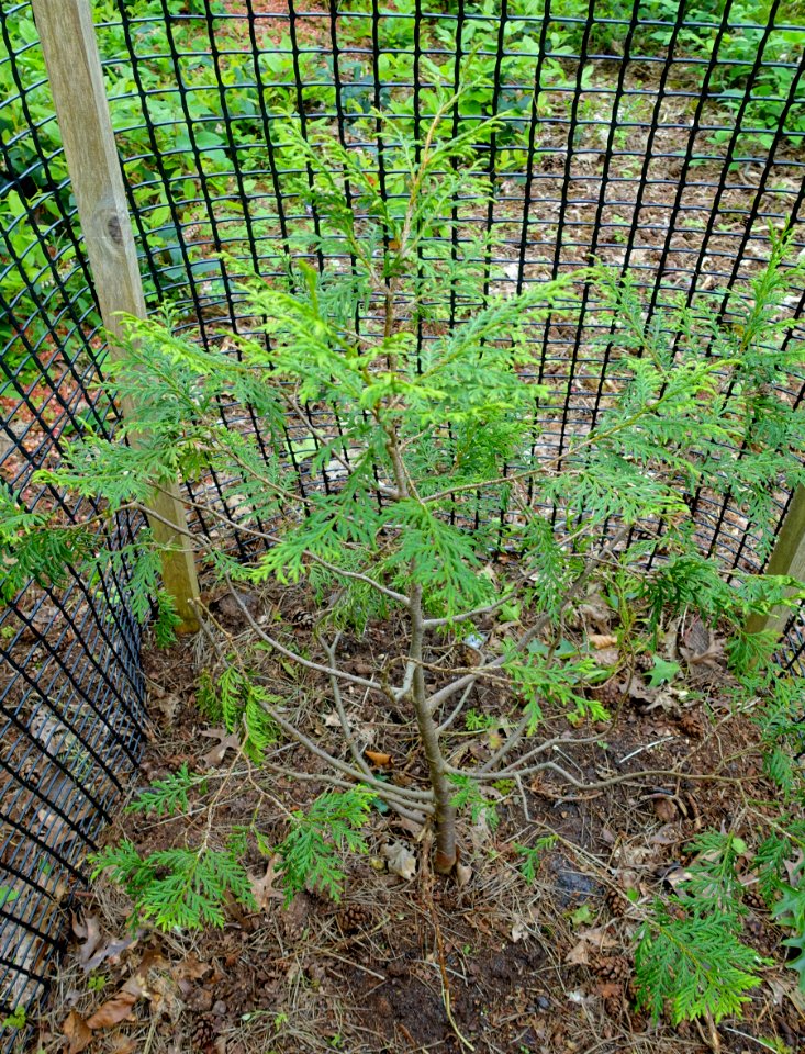 Cupressus vietnamensis (Xanthocyparis vietnamensis) - Hillier Gardens - Romsey, Hampshire, England - DSC04929