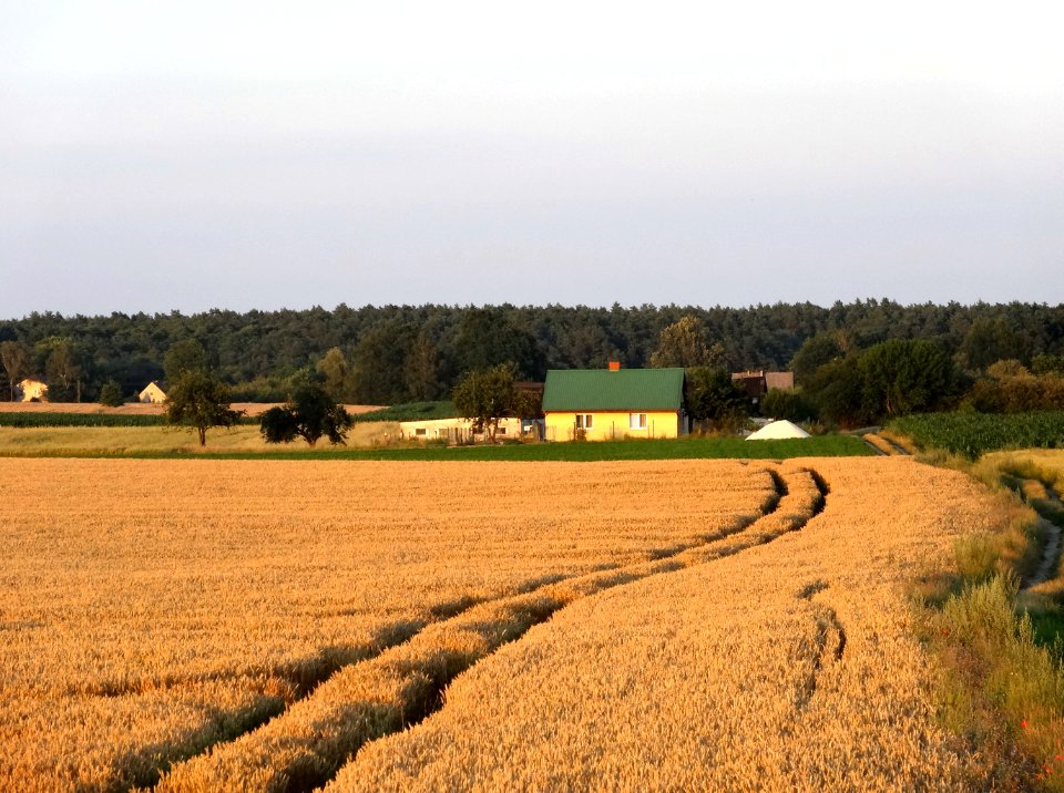Czarnowczyn k Bydgoszczy 7 07-2014