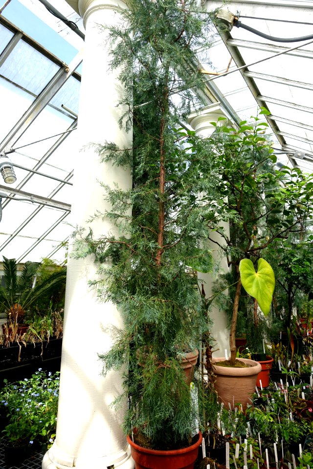 Cupressus torulosa (Cupressus austrotibetica) - Lyman Plant House, Smith College - DSC01956
