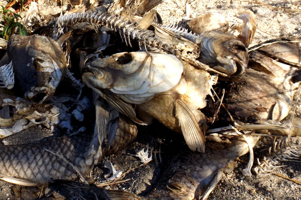 Cyprinus carpio corpses