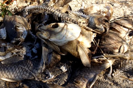 Cyprinus carpio corpses
