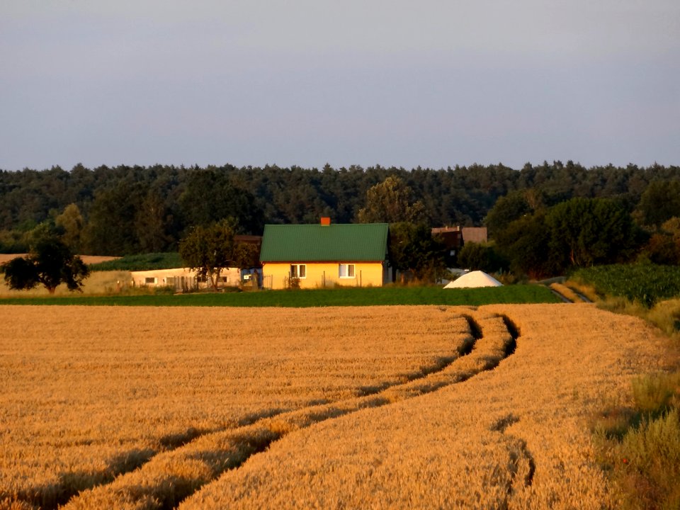 Czarnowczyn k Bydgoszczy 1 07-2014