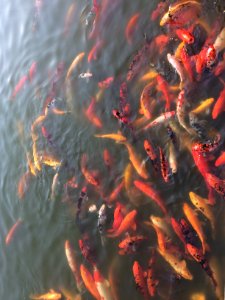 Cyprinus carpio haematopterus, Junshan Island
