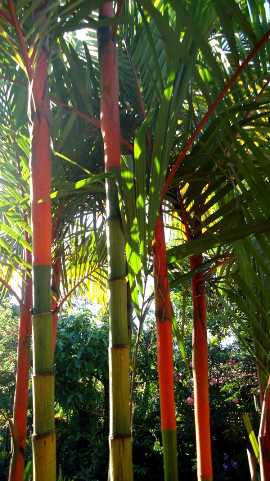 Cyrtostachys renda (Lipstick pam)