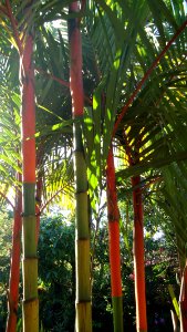 Cyrtostachys renda (Lipstick pam)