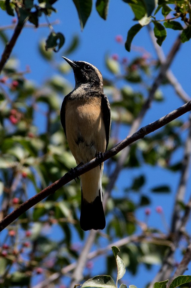 Cyprus wheatear (Oenanthe cypriaca)