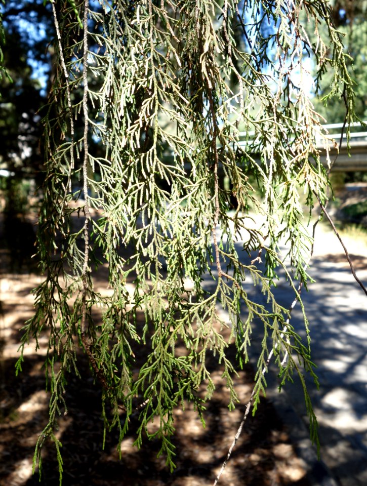 Cupressus funebris - UC Davis Arboretum - DSC03396