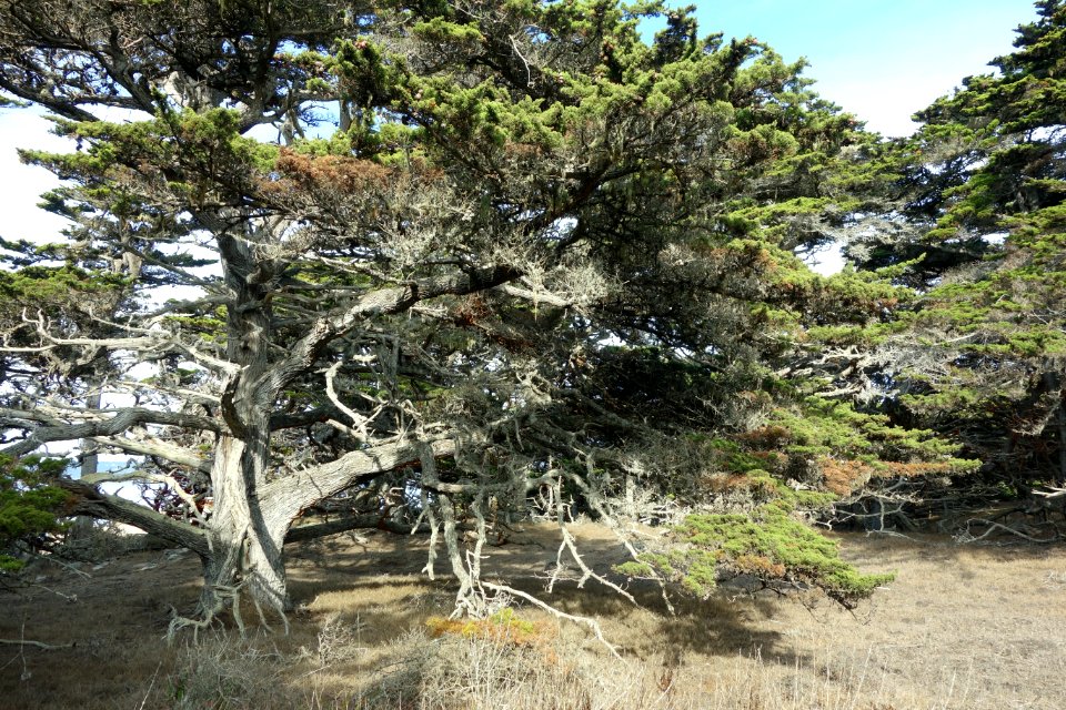 Cupressus macrocarpa - Point Lobos State Reserve - DSC07111